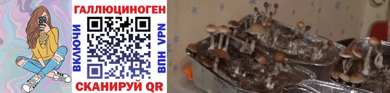 цена Нарткала Псилоцибиновые грибы MAGIC MUSHROOMS